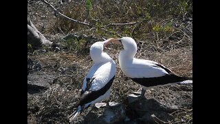 Galapagos Islands!! Waved/Galapagos Albatross in a courtship ritual on Española Island