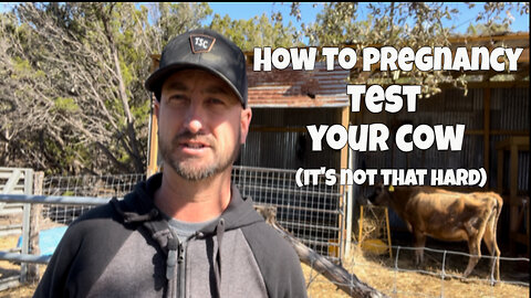 How to Pregnancy Test your Cow