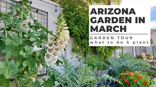 ARIZONA GARDEN in MARCH: GARDEN TOUR plus What TO DO & PLANT