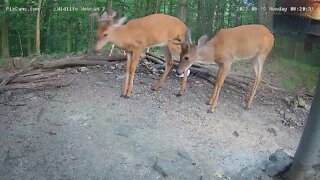 Doe.fawn and 2 bucks 8/15/22