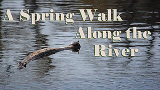 A Spring Walk Along the River