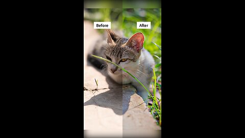 Beautiful cat picture pose before and after editing results #shorts