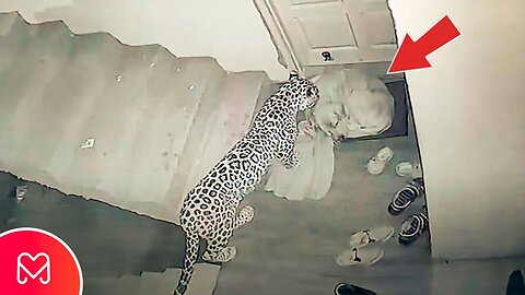 See the video of the leopard attacking the dog: