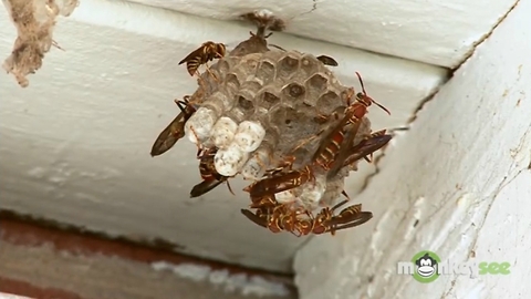 If You Notice This Kind of Nest Near Your House, Make Sure You Don't Do This