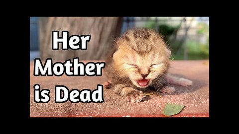 Rescue poor kitten who lost all hopes to see their mother #USA #America #Us