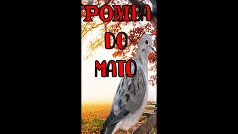 Pomba do mato #SHORTS