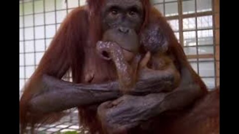What happened when an orangutan mother and her Baby were Reunited.