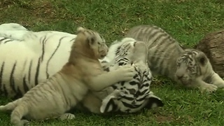 Cute Baby Tiger Triplets