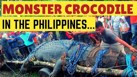 Monster Crocodile in the Philippines