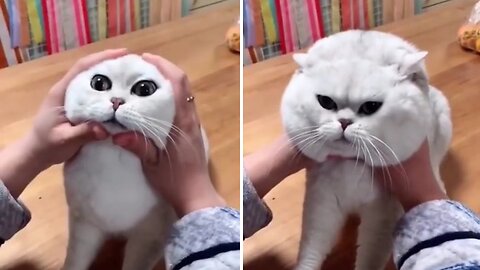 Most Satisfying Funny Cat Video 😂😂😂