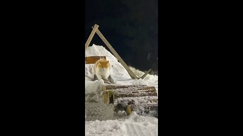 Ice Skating Cat 😺