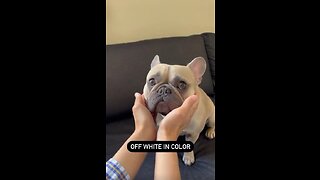 Dog Body Composition | Mochi The French Bulldog