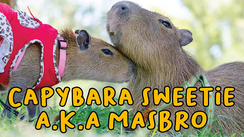 Cuteness Overload: These Capybara Will Melt Your Heart!