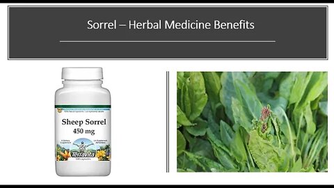 Sorrel - Herbal Medicine Benefits