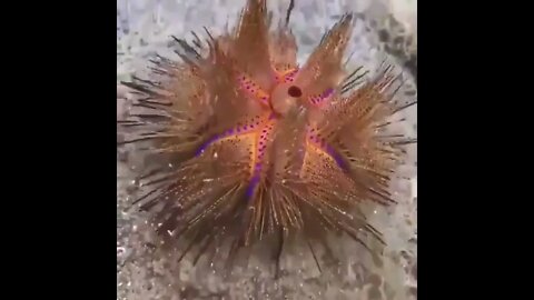 Fire urchin, It was first described in 1778, and is usually found in depths of up to 70 meters 229 f