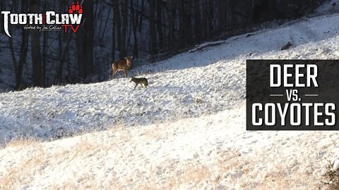 Deer vs Coyotes - Coyote Hunting