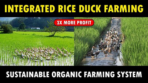 Duckling Farming Suffering: Ethical Concerns in Commercial Agriculture