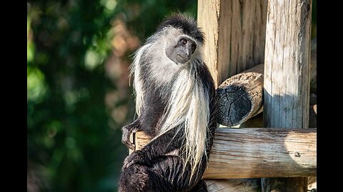 Angolan Colobus