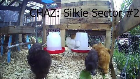 Silkies eating some Curly Dock in Silkie Sector 2