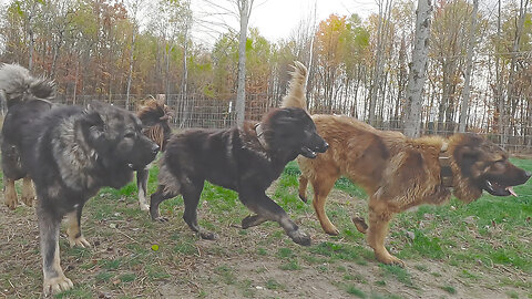 GUARDIANS LOYAL DOG BREED | PACK OF CAUCASIAN SHEPHERDS | ULTIMATE HOMESTEAD SECURITY 🐾🐺