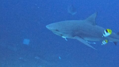 Bull shark has hook in its mouth with bait still attached