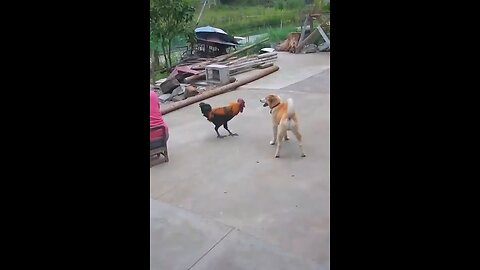 Dog vs Hen 😈