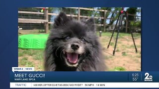 Gucci the dog is up for adoption at the Maryland SPCA