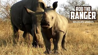 Southern White Rhinoceros Calf | Archive Footage