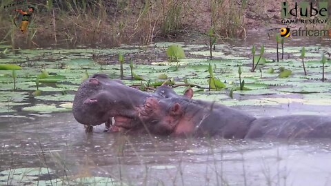 You've Been Hippo Rolled...