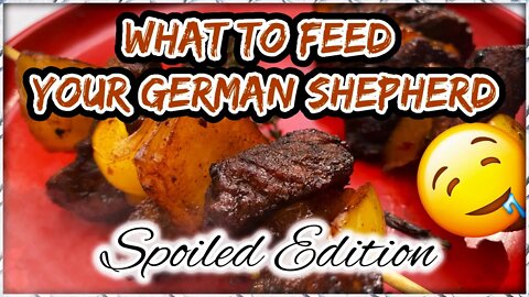 Showing How to Cook Food for Dogs! How Do You Feed Your German Shepherd?