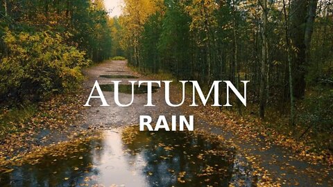 🔴Beautiful Autumn Forest with Light Raindrops | Gentle Rain, Sleep Music, Studying & Relaxation