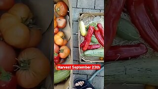 Farm live, Harvest from permaculture garden