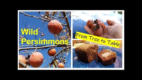 Wild Persimmons - Tree to Table Persimmon bread (Black Walnut Persimmon Bread)