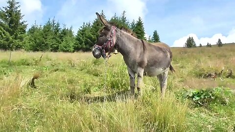 A Donkey with a Funny Face