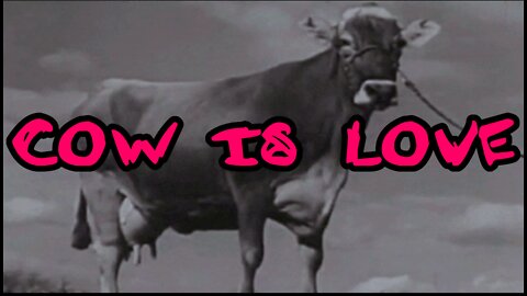 Cow Is Love