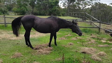 Cleo and Penny enjoying some rested grass not long before we leave Belrose