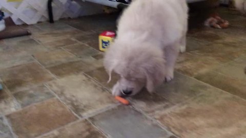 Baby carrot completely confuses Golden Retriever puppy