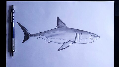 How to Draw a Shark (Great White)