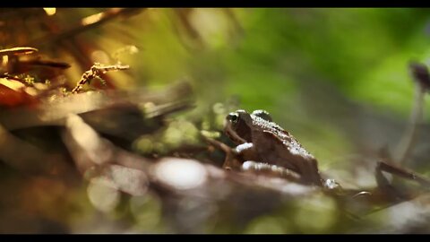 Close up frog in the wild hid among leaves and sticks Macro shooting7