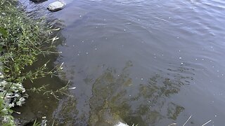 Muddy Humber River waters