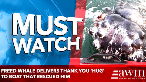 Freed whale delivers thank you 'hug' to boat that rescued him