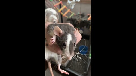 3 pet rat introductions