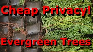 Cheap Evergreen Trees for Windbreaks and Privacy