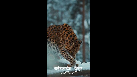 Cheetah 🐆