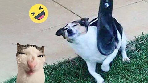 Funniest Cats And Dogs Videos Best Funny Animal Videos 2024