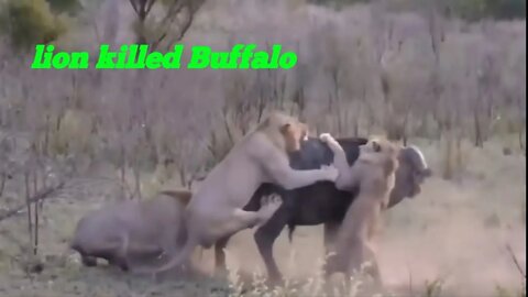 Arrogant lions vs Buffalos - wild buffalo killing lion - Cape buffalo attacks |2022|