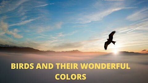 Birds and their wonderful colors