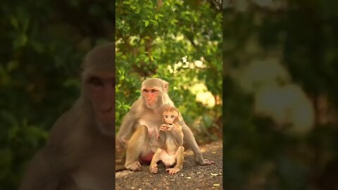 Monkey with her baby🍼 #shorts #viral #trending #monkey #monkeybaby