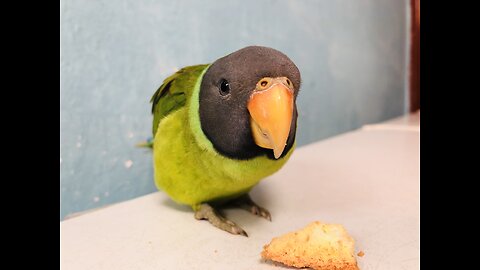 hungry parrot (Plum-headed parakeet) eating cake
