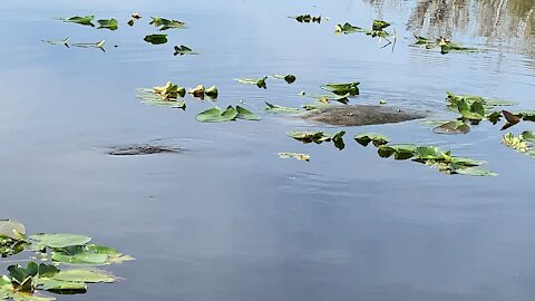 Baby manatee and mom while crappie fishing